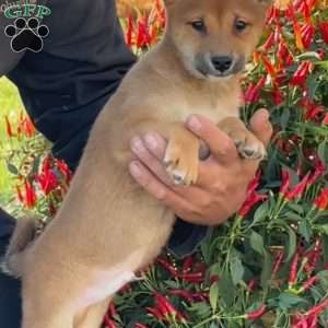 Finn, Shiba Inu Puppy